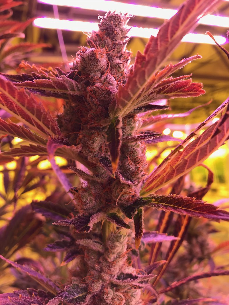 1 Foundations Insurance