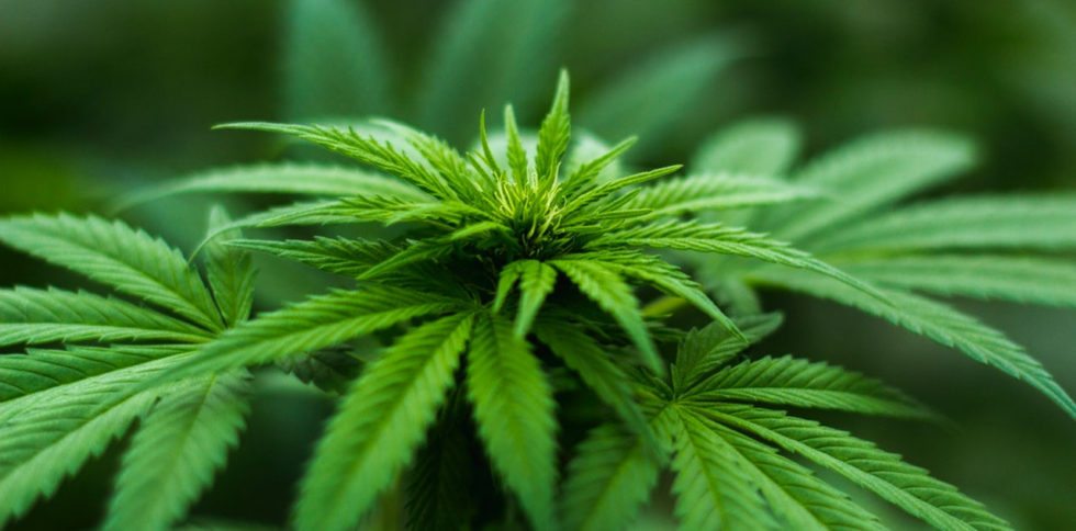 Medical Recreational Marijuana Business Shop Insurance CO